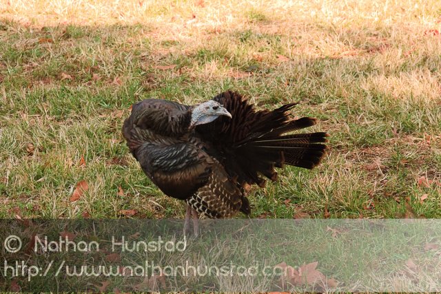 A wild turkey in Battery Park of the non-alcoholic type